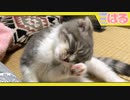 何度も病院には行ったけど、それでもクッソ強く生きて3ヵ月を迎えた子猫の雄姿【召喚獣はる】