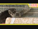 パンティを盗む子猫♂を大追跡!! 必ずホシを挙げる!!【召喚獣はる】