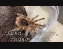 [限界仕事マン]タランチュラ飼育日記その３３４[ここに見参］