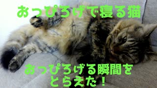 猫がおまたをおっぴろげる瞬間をとらえた！