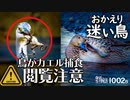 1002B閲覧注意【アオサギの捕食】カエルが食べられる。台風翌日に迷い鳥。虹色カラス。ハクセキレイがコサギをモビング。飛べないカルガモの母？が襲われる。　#身近な生き物語　#アオサギ　#オナガガモ