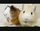 パセリを食べるモルモット