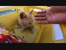 猫島の支援物資をコッソリねこばば・・・！？【野良猫】【感動猫】