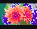 OH, My Dahlia !!!