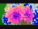 OH, My Dahlia !!!