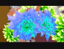 OH, My Dahlia !!!