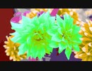 OH, My Dahlia !!!