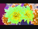 OH, My Dahlia !!!