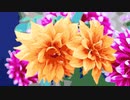 OH, My Dahlia !!!