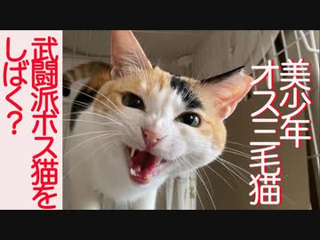 美少年オス三毛猫、武闘派ボス猫との友情を見せる