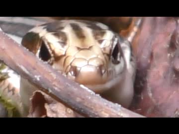 ニホントカゲを飽きても眺める　その16