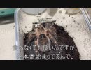 [寒すぎ]タランチュラ飼育日記その３３５[サムス］