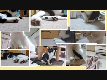 ネッコに顔を踏まれたい / 踏まれてみたRTA