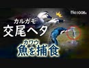 1008B【カルガモ交尾と求愛ダンス】カワウ捕食で食べられる魚。サギと共同狩り。ヒドリガモ渡来。スズメ夫婦が秋の巣作り？水浴び。ハナミズキ野鳥。ハクセキレイ捕食　#身近な生き物語　#カルガモ　#カワウ