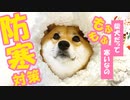 寒い季節はもふもふに限る！もふもふの毛布に包まれて眠る柴犬