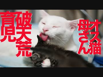 オス猫かあさん、サトイモ子猫に破天荒な育児技術を見せる