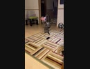 ドアの向こうが気になる猫