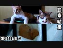 赤ちゃん猫、初めての病院。母猫は一匹だけ居なくなったことに気づくかな…【生後13日目-1 五匹の子猫】
