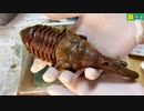 初めてのヘラクレス飼育-幼虫飼育〜羽化編