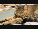 定位置に戻るタタルさん＃251