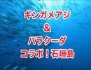 ギンガメアジ＆バラクーダのコラボ