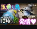 1011B【玉乗り鳥は発情？】セキレイインコ。13種の鳥水浴び。ハクセキレイの激レア苔玉乗りとムクドリ水浴び。セキセイとサザナミの入浴シーン♥野鳥とインコ　#身近な生き物語　#ハクセキレイ　#インコ