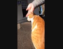 野良猫の背中からにじみ出るこの感じたるや・・・#Shorts【野良猫】【感動猫】