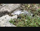 ハチに逃げられる鳥