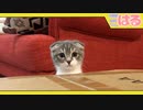 ケージに入れるようのキャットタワーが届くよ。クッソ遊んでください【召喚獣はる】