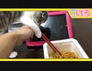 猫の子vs人の子 焼きそばを巡るクッソ熱い戦い【召喚獣はる】