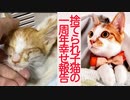捨てられ子猫、嫁ぎ先での幸せ報告と重鎮猫の縁