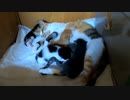 病院帰りの茶トラを待ってたかのように皆一斉に母乳の下へ【生後13日目-2 五匹の赤ちゃん子猫】