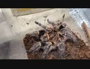 [不定期更新に]タランチュラ飼育日記その３３６[進化したんか］