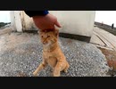 猫の島を散歩する