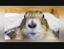 お久しぶりです