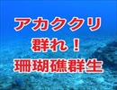 アカククリの群れと絶品の珊瑚礁・スキューバダイビング