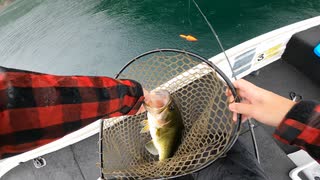 生き餌でバス釣り（ウグイリグ）池原ダムで餌釣りやってみた。