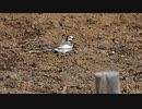 ケガで歩けない鳥の捕食　DSCN1951
