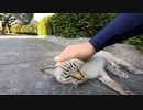 猫好きにはたまらない！秘密の公園には癒しがあった【野良猫】【感動猫】