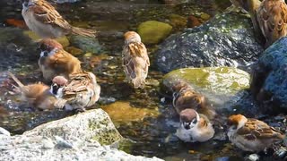 スズメの水浴びかわいい