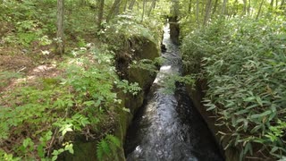 美しい小川。苔がすごい！！！