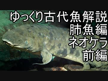 【ゆっくり解説】現生の古代魚解説　肺魚編　ネオケラトドゥス【アクアリウム】
