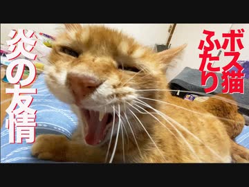 3年間待ったボス猫とビッグダディボス猫、炎の友情しっぽクロス