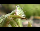 カメムシを食べるカマキリを眺めるだけ