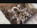 [腰がいてぇ]タランチュラ飼育日記その３３７[腰いてぇ］