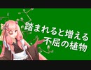 【第二回手抜き祭】茜ちゃんの植物語り草【ハコベについて】