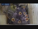 【雛11羽！】シジュウカラの密すぎる巣作り子育て巣立ちまで79日間全記録：2021年版