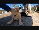 本当のママじゃないけど授乳しちゃう【野良猫】【感動猫】