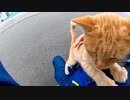 ベンチに茶トラ猫が座っていたので隣に座ってナデナデすると他の猫も集まってきた