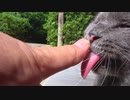 猫なでたら舐めてくる